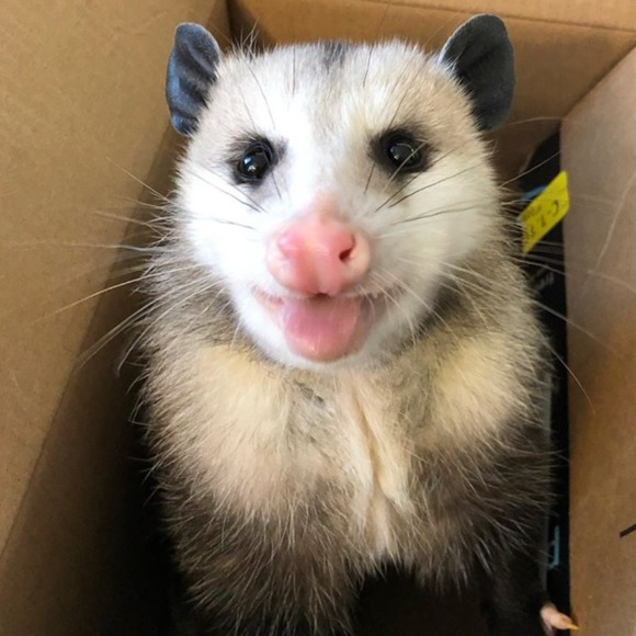 outlaw_possum